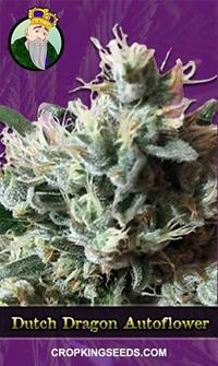 Dutch Dragon Autoflowering Marijunana Seeds