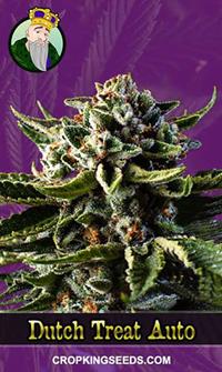 Dutch Treat Autoflower Cannabis Seeds