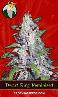 Dwarf King Feminized