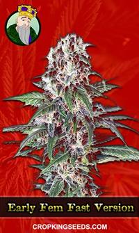 Early Feminized Fast Version