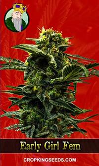 Early Girl Feminized