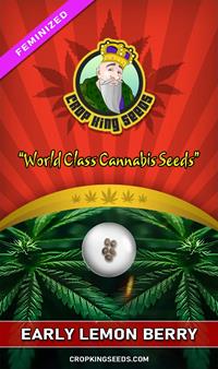 Early Lemon Berry Feminized