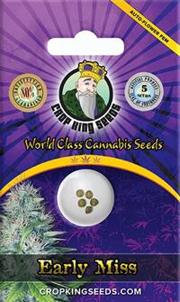 Early Miss Autoflowering