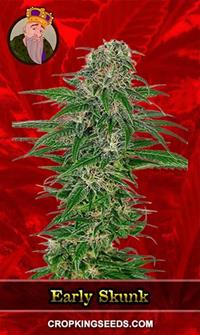 Early Skunk Feminized