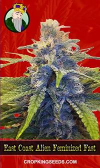 East Coast Alien Feminized Fast Version