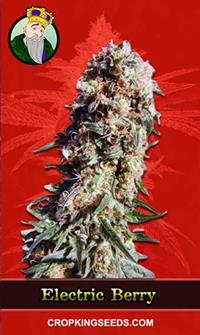 Electric Berry Feminized