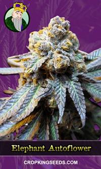 Elephant Autoflowering