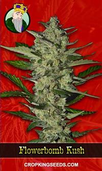 Flower Bomb Kush Feminized