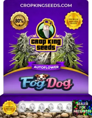 Fog Dog Autoflowering Feminized