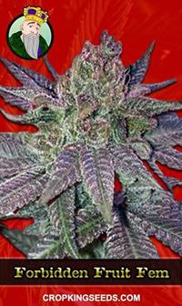 Forbidden Fruit Feminized