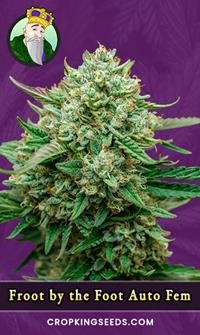 Froot by the Foot Autoflowering Feminized