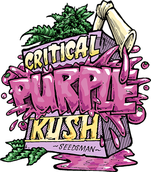 critical-purple-kush-image