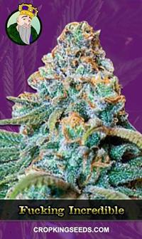 Fucking Incredible Autoflowering