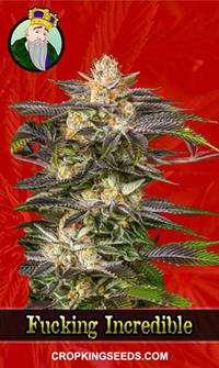 Fucking Incredible Feminized