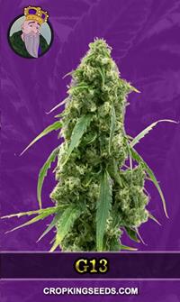 G13 Autoflower