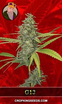 G13 Feminized