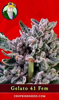 Gelato 41 Feminized