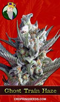 Ghost Train Haze Feminized