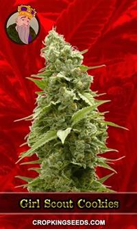 Girl Scout Cookies Feminized