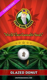 Glazed Donut Feminized