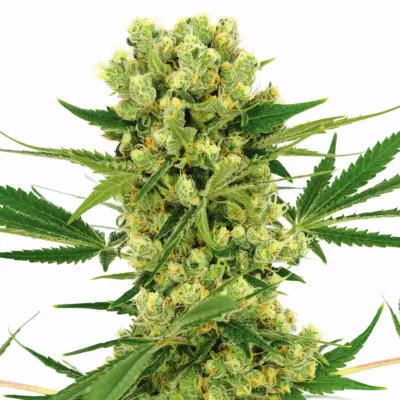 Amnesia Haze