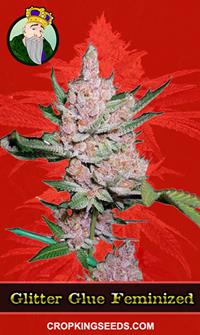 Glitter Glue Feminized