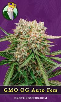 GMO OG Autoflowering Feminized