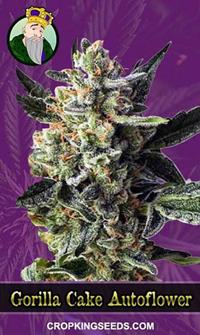 Gorilla Cake Autoflowering