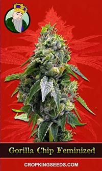 Gorilla Chip Feminized