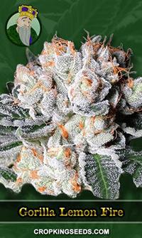 Gorilla Lemon Fire Regular