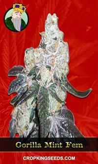 Gorilla Mint Feminized