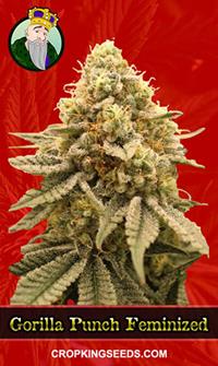 Gorilla Punch Feminized
