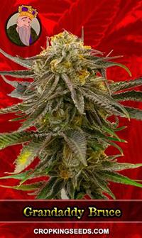 Grandaddy Bruce Feminized