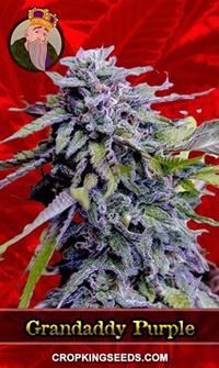 Grandaddy Purple Feminized