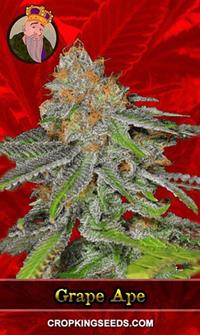 Grape Ape Feminized