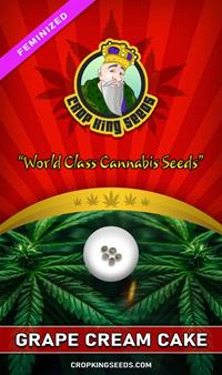 Grape Cream Cake Feminized