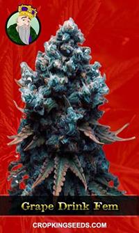 Grape Drink Feminized