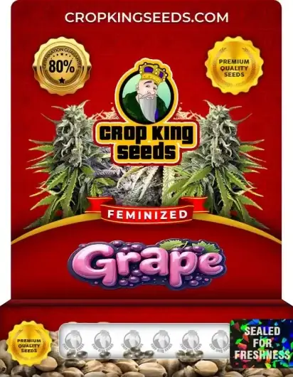 Grape Feminized