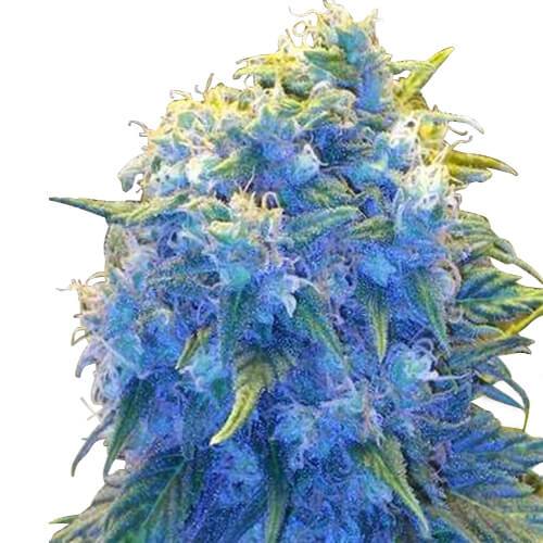 blue-haze-image