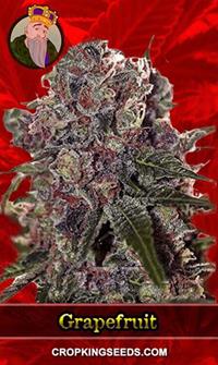 Grapefruit Feminized