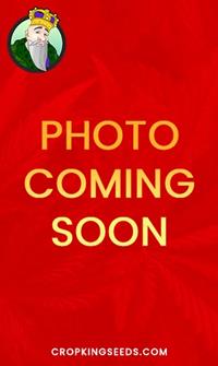 Grapes N Cream Fast Version Feminized