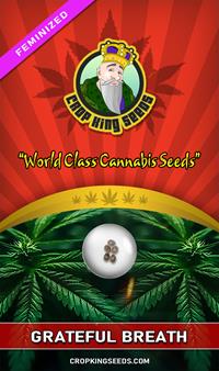 Grateful Breath Feminized