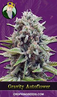 Gravity Autoflowering