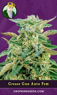 Grease Gun Autoflowering Feminized