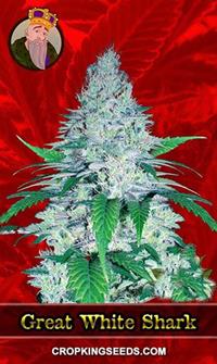 Great White Shark Feminized