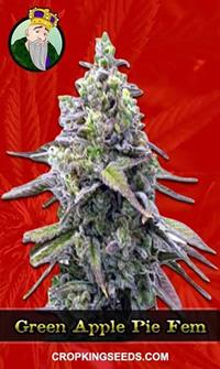 Green Apple Pie Feminized