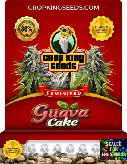 Guava Cake Feminized