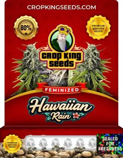 Hawaiian Rain Feminized