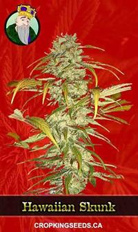 Hawaiian Skunk Feminized