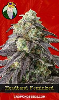 Headband Feminized